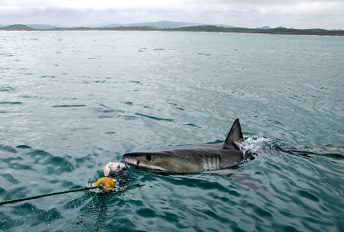 Хозяйка двух океанов или первая встреча с Белой акулой