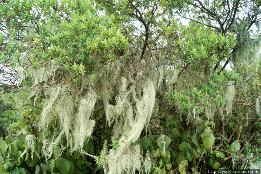 древние растения Рвензори Маунтинс Национальный Парк, Уганда