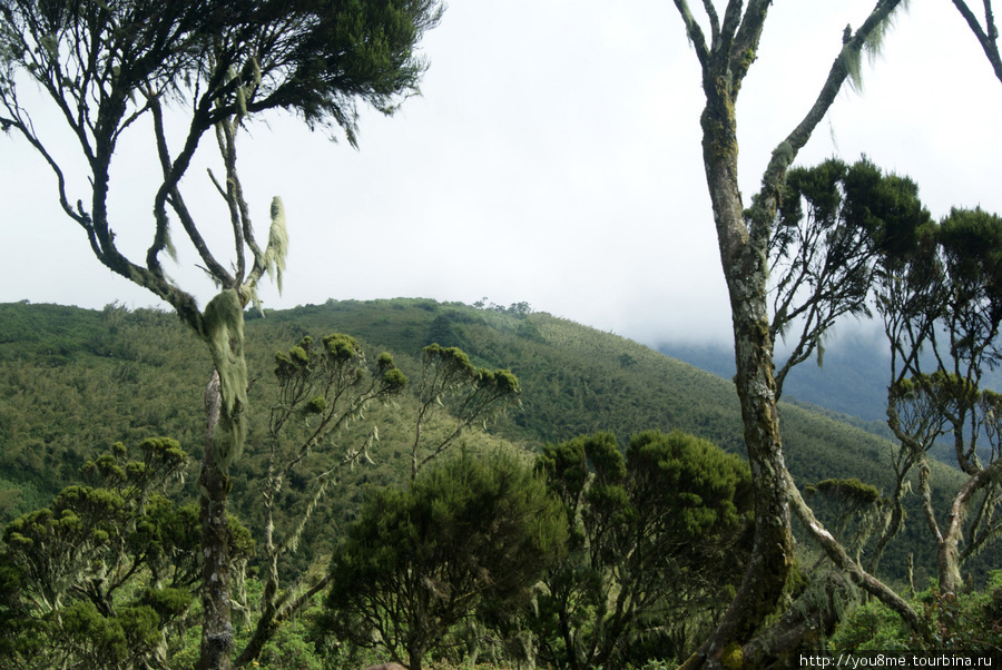 на вершине Рвензори Маунтинс Национальный Парк, Уганда