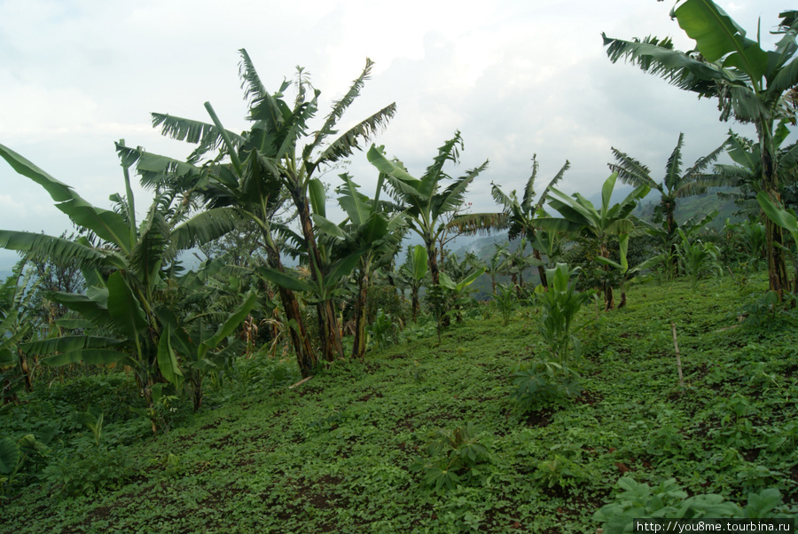 банановая плантация Рвензори Маунтинс Национальный Парк, Уганда