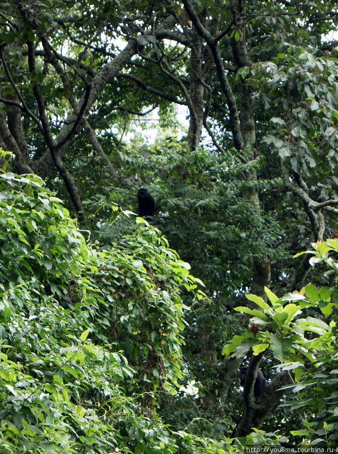 обезьяны Рвензори Маунтинс Национальный Парк, Уганда