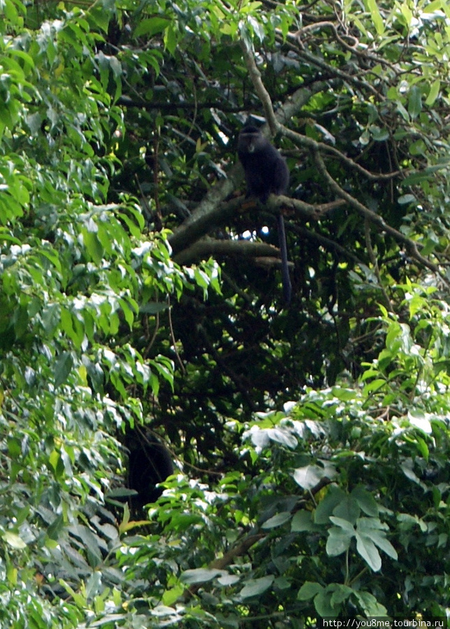 это и не колобусы, и не бабуины, какие-то другие Рвензори Маунтинс Национальный Парк, Уганда
