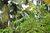 А вот и сам виновник (точнее, причина) названия. Растение с ароматными листочками известно ботаникам как ’мурайя Кёнига’. Ланкийцы ее называют ’карапинча’, а британцы — ’листья карри’ (curry leaves).