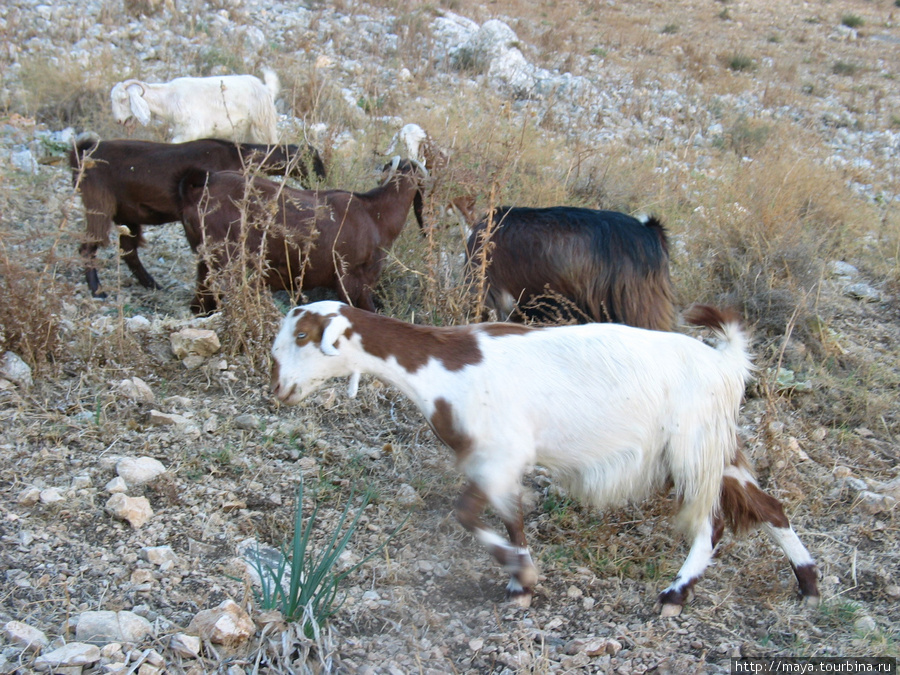 Арбель и рога пшеницы Хамам, Израиль