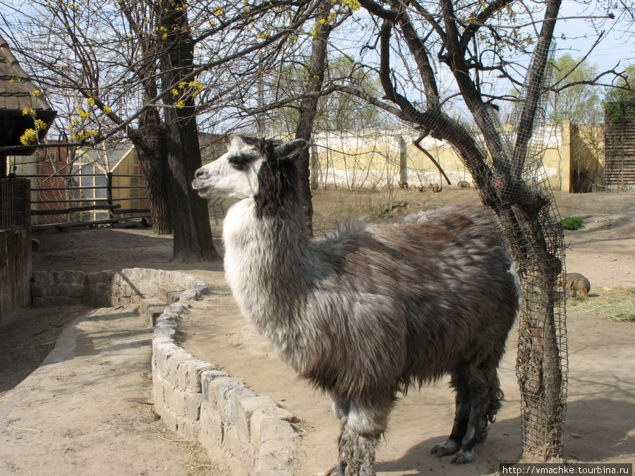 Зоопарк в Будапеште Будапешт, Венгрия