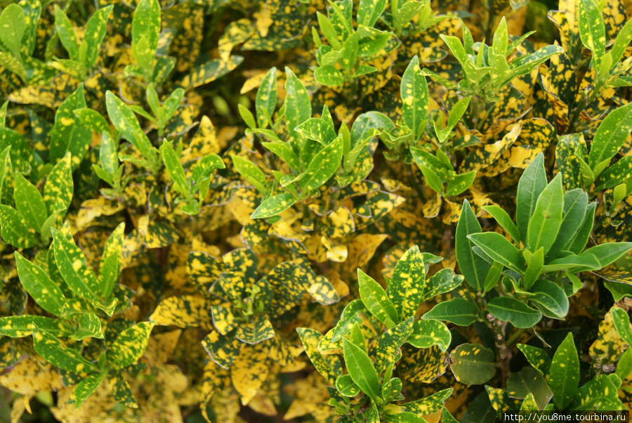 листики зеленые и желтые Бусия, Уганда