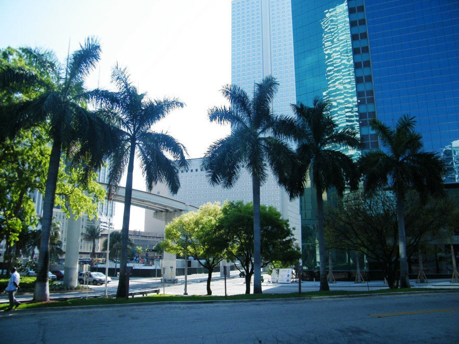 Пальмы и небоскребы. Майами, CША