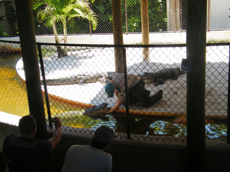 Шоу с крокодилами в вальере Майами, CША