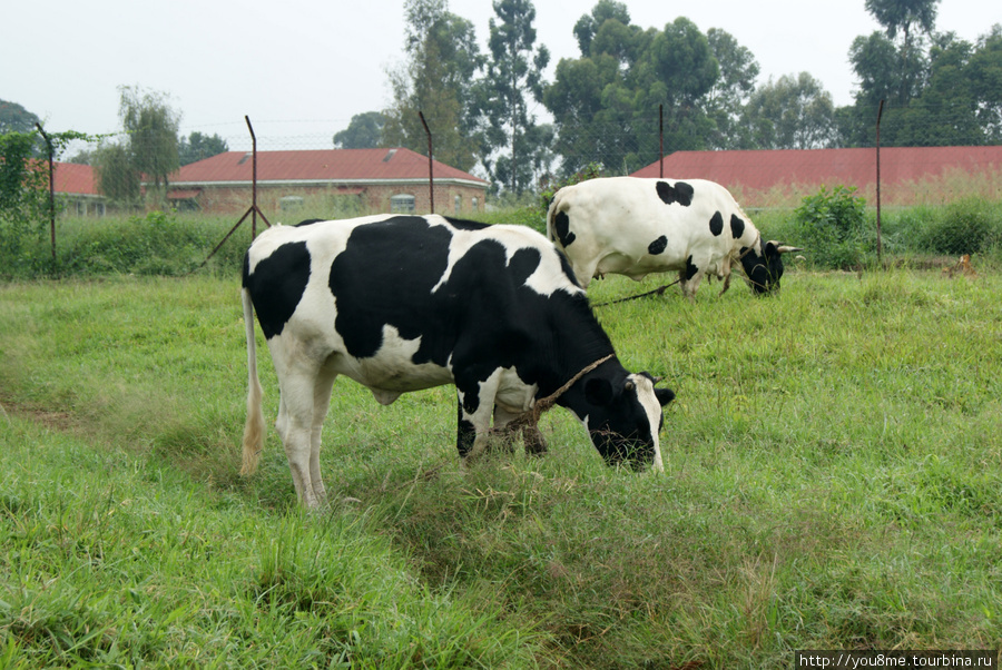 коровы Западный регион, Уганда