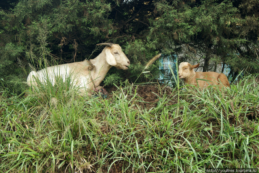 козы Западный регион, Уганда