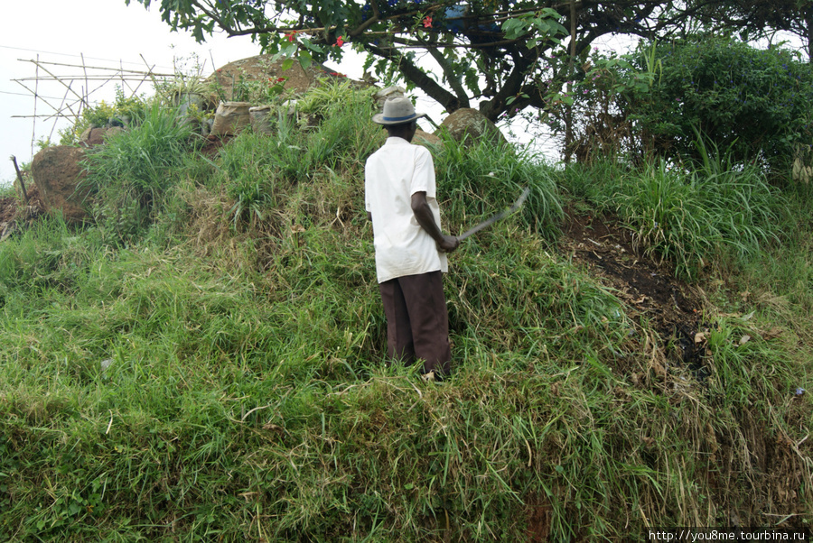 срезает траву Западный регион, Уганда