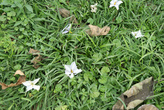 цветы в траве