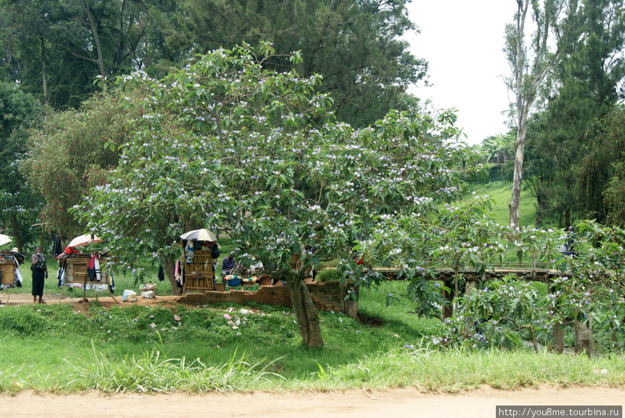 дерево с цветками, похожими на цветы картофеля Западный регион, Уганда
