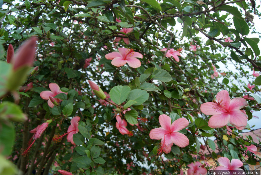 розовые цветы на деревьях Западный регион, Уганда