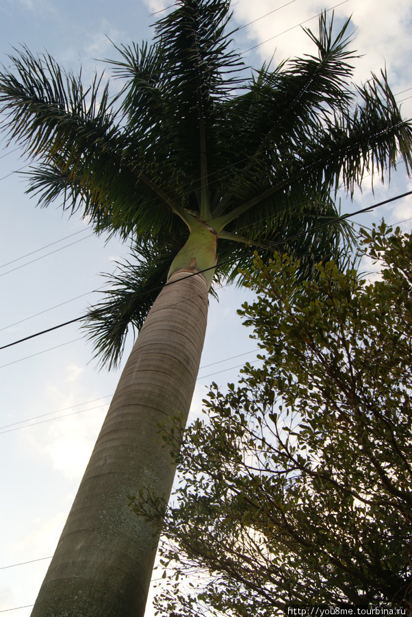 пальма Западный регион, Уганда