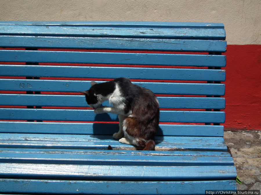 Опять этот кот. У Александры он кажется тоже на фото присутствует. Буэнос-Айрес, Аргентина