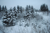 Заваленные снегом ели завораживают