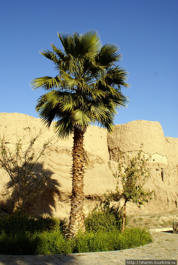 Пальма у крепости Кашан, Иран