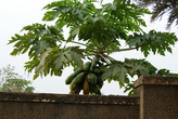 дерево с плодами