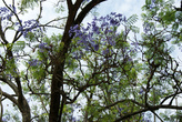 жакаранда — дерево семейства бегониевых