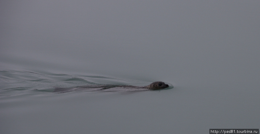 А также тюлений, которые охотятся в воде на радость путешественникам. Йёкюльсаурлоун ледниковая лагуна, Исландия
