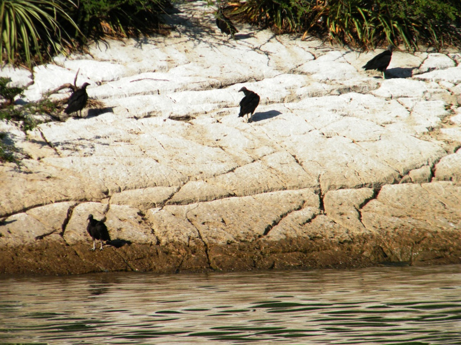 Неизвестные птицы Тустла-Гутьеррес, Мексика