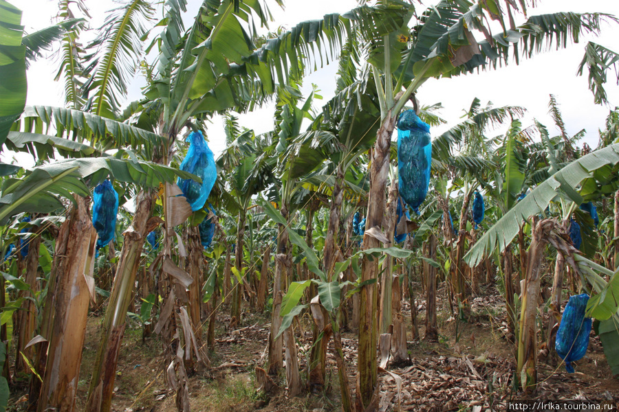 Банановые плантации Сент-Люсия