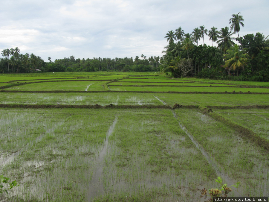 Рисовые поля Тиссамахарама, Шри-Ланка