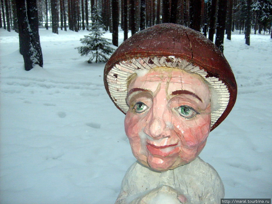 В зимнем лесу можно встретить вот такие грибы Великий Устюг, Россия