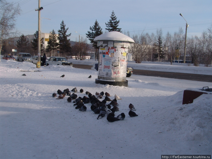 На улицах и площадях Тынды я увидел немало птиц, зимующих здесь. Неужели переживут сибирскую зиму?