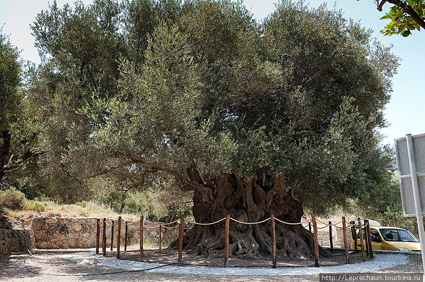 Самое старое оливковое дерево на острове Остров Крит, Греция