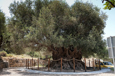 Самое старое оливковое дерево на острове