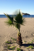 Пальма на пляже
