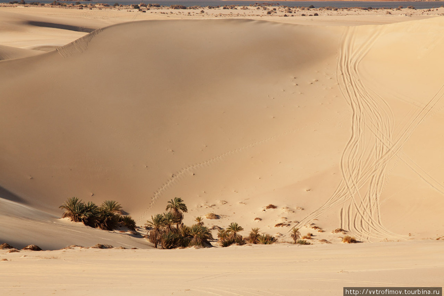 Недалеко от оазиса Сива в песках растут пальмы Оазис Сива, Египет