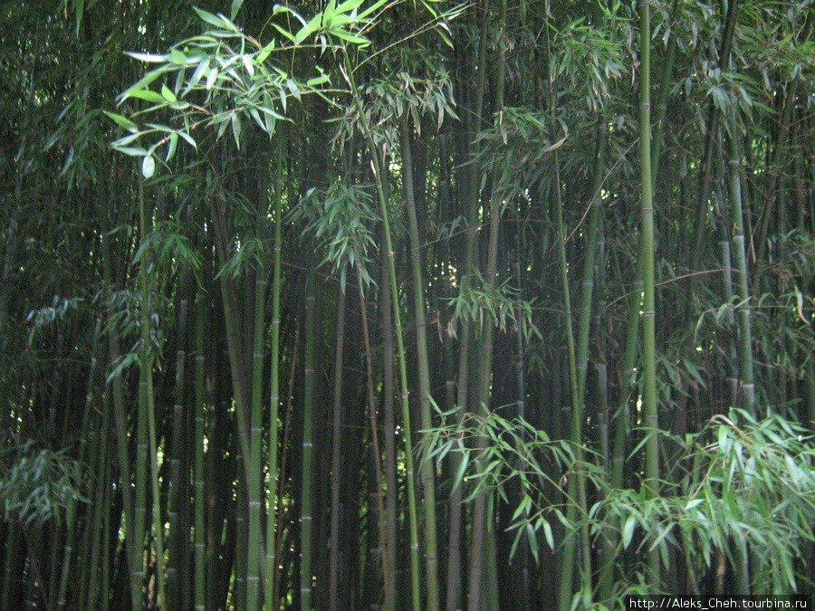 Бамбуковые заросли Никиты