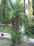 пальмы Симеиза