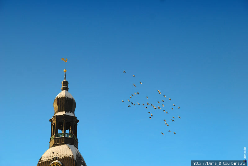 Петух: «Эй птицы меня забыли» Рига, Латвия