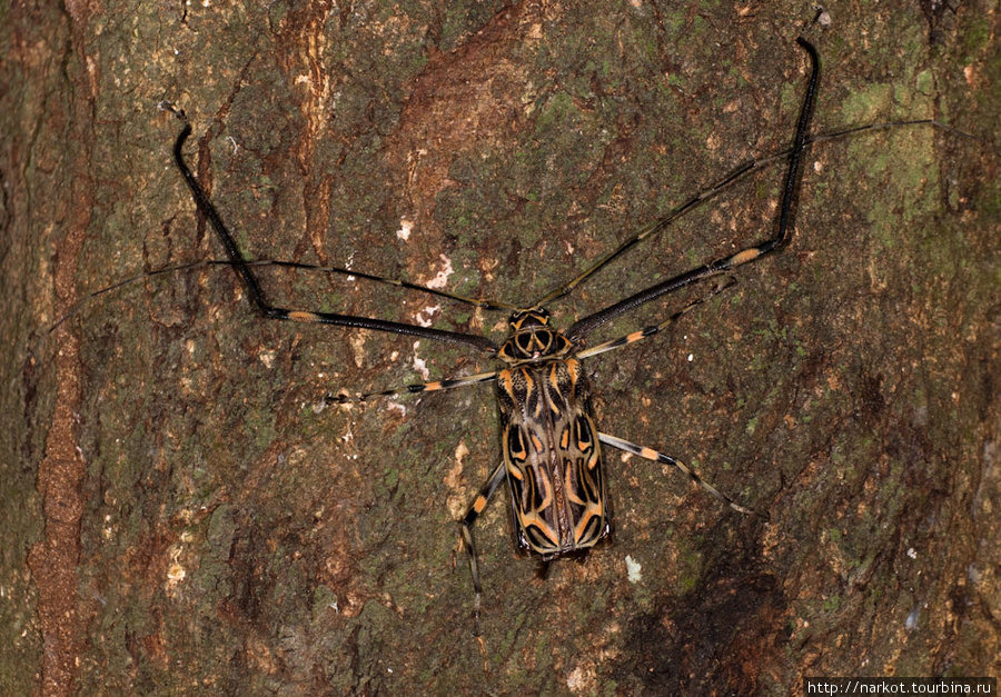 знаменитый жук-арлекин, рассояние между передними лапками 30 см. Сан-Хосе, Коста-Рика