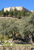 Оливковая роща и крепость
