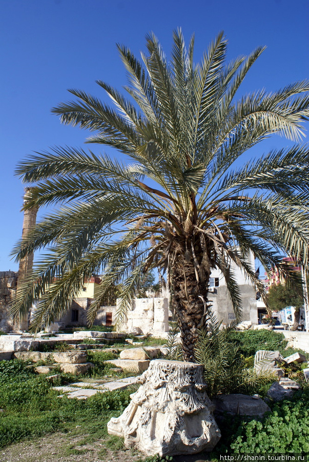 Пальма на руинах Силифке, Турция