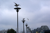 чайки на городском автовокзале