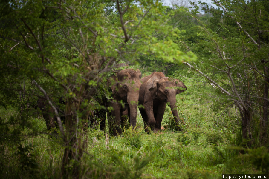 Национальный парк Уда Валаве Ратнапура, Шри-Ланка