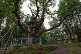 Стельмужский дуб — самый старый в Европе