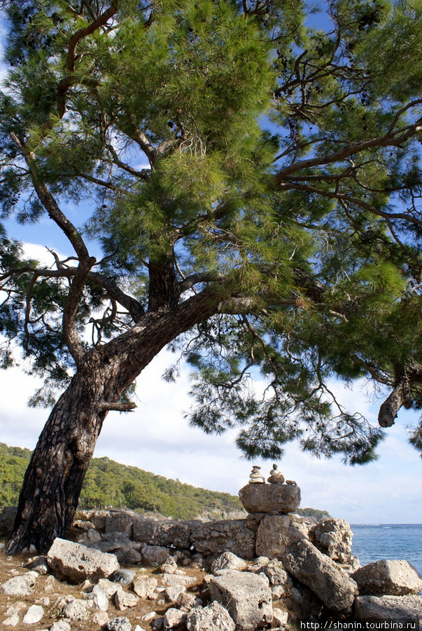 Дерево на берегу моря у Фаселиса Анталия, Турция