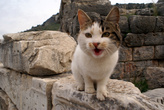 Кошка на руинах Эфеса