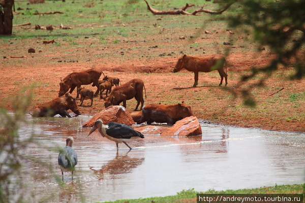 Национальный парк Тцаво Национальный парк Восточный Цаво, Кения
