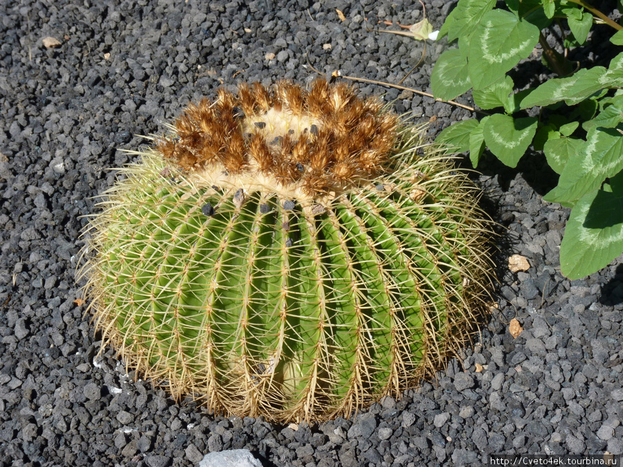 Этот забавный кактус в шутку называют тёщин пуфик Остров Тенерифе, Испания