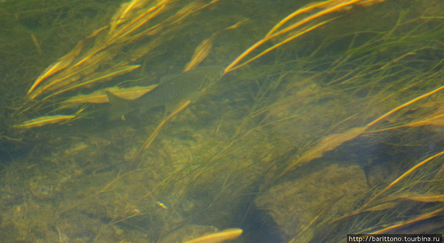 Рыбка в реке. Саратовская область, Россия