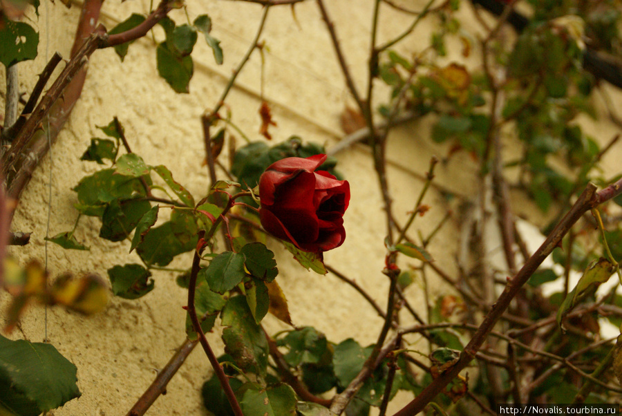 31 декабря на Гризанском кладбище цвели розы Грюиссан, Франция