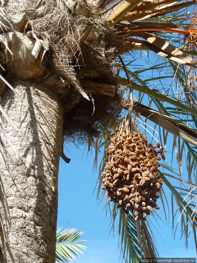 Финиковая пальма ... Остров Тенерифе, Испания